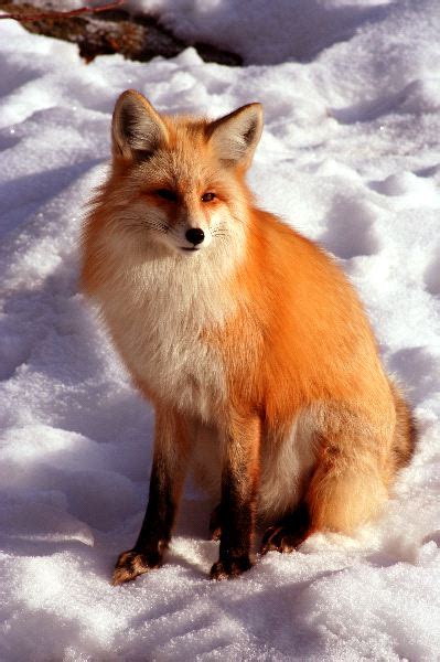 Red Fox Sitting On Snow Fox Facts And Information