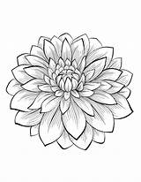 Dahlia sketch template