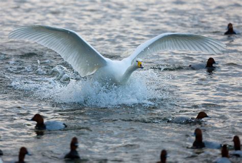 albatross albatross landing  feed rayand flickr