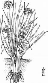 Chives Botanical Name Allium Common Vegetable Seedling Chive sketch template