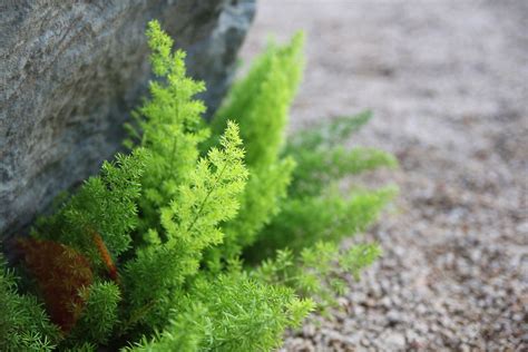 asparagus fern plant care  growing guide