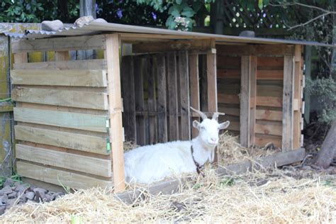 goat housing pallets lolly lazing    shelter  hope  likes  goat house goat