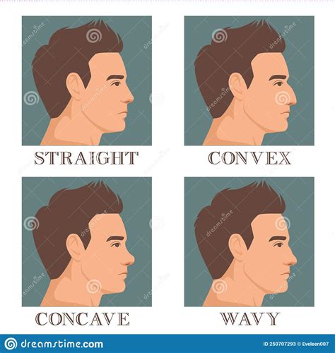 male face  profile   types  nose convex straight concave  wavy vector