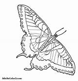Swallowtail Designlooter Tailed sketch template