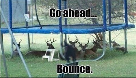 Bounce Meme Guy