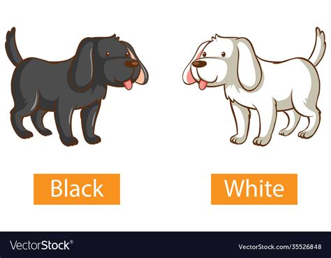 adjectives words  black  white vector image