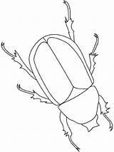 Beetle Insekten Escarabajo Ausmalen Malvorlage Owady Scarabee Insectes Kolorowanki Malen Rinoceronte Lightupyourbrain Robaki Insects Insect Beetles Bugs Insetti Animali Freecoloringpages sketch template