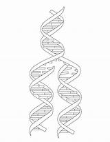 Coloring Dna Clipart Library Line Comments Kids sketch template