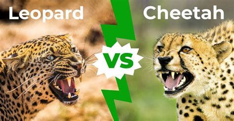 leopard  cheetah   key differences   animals