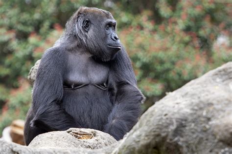hear    zoo gorillas invent  call  communicate