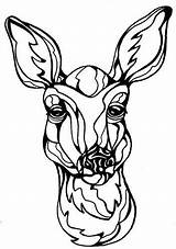 Deer Face Pages Coloring Getcolorings Color sketch template