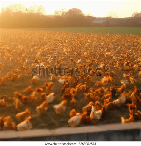 ภาพ Photo Field Full Chickens Sunset ที่สร้างโดย Ai 2268062573