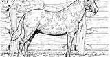 Coloring Pages Horse Appaloosa sketch template