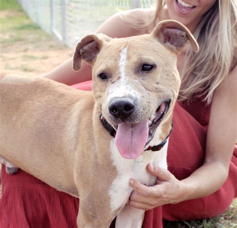 lucky dog rescue blog  truth  pit bulls