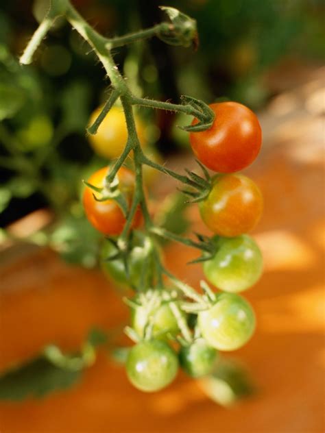 troubleshooting tomato plant problems hgtv
