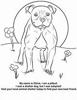 Coloring Dog Pitbull Shelter sketch template