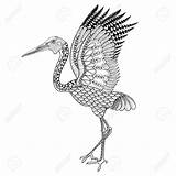 Brolga Coloring Crane Australian Illustration Drawing Bird Advanced Drawn Hand Pages Clipart Zentangle Vector Chinese Stock Animals Antistress Vectors Details sketch template