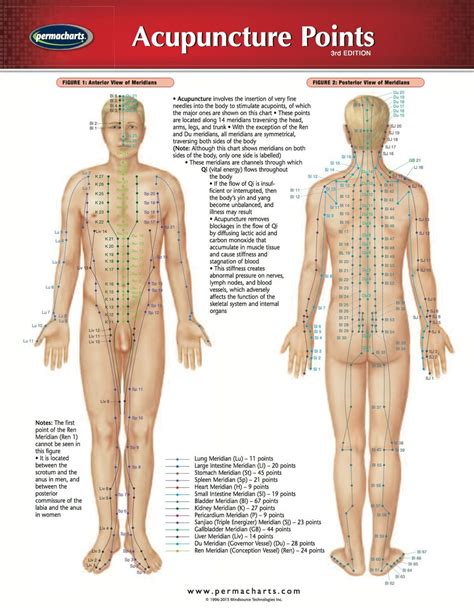 Acupuncture Points Chart Medical Quick Reference Guide Ebook Rental