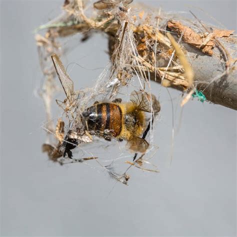 feinde der bienen honigmayr