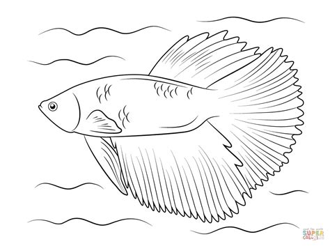 betta coloring page  getcoloringscom  printable colorings