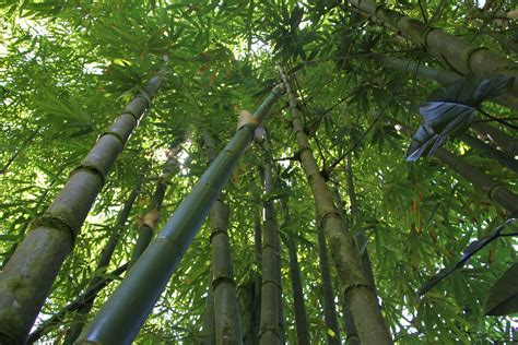 bamboo tree    benefits