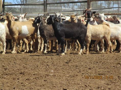 Lot 701 300 Goats Mixed Sex Auctionsplus