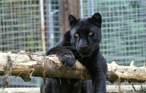 All In One Lovely Desktop And Mobile Wallpapers Black Big Cats Wallpapers