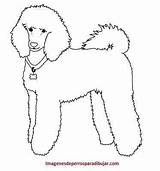 Poodle Caniche Pudel Bichon Malvorlage Frise Skirts sketch template