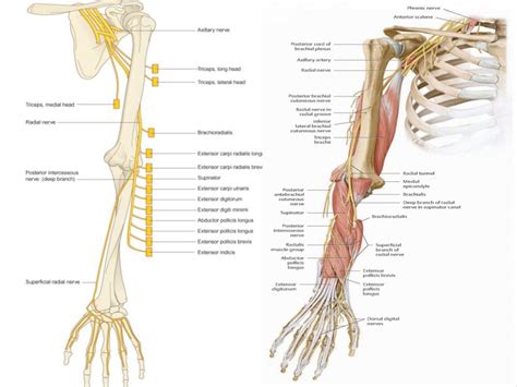 radial nerve injury