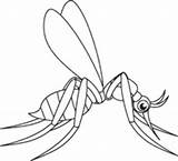 Mosquito Insect Insects sketch template