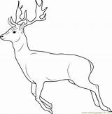 Rusa Coloring Gambar Deer Putih Hitam Mewarnai Sketsa Putri Dunia Putra Designlooter sketch template