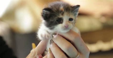 The Cutest Calico Kitten You Ll Ever See We Love Cats And Kittens