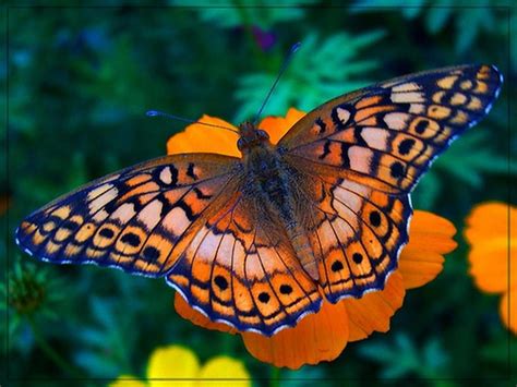 Atigrada Cómo Mínimo Ja Ja Mariposas Reales Mariposas Exoticas