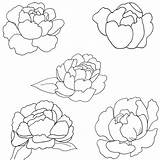 Peony Patterns Coloring Pages Justpaintitblog sketch template