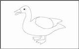 Duck Tracing Birds Coloring Pages Mathworksheets4kids sketch template