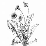 Dandelion Drawing Botanical Plant Flower Getdrawings sketch template