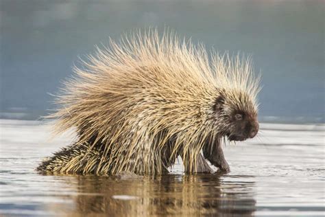porcupines deadly north american nature