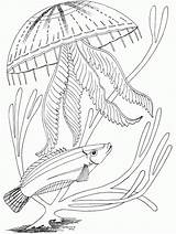 Fish Colorir Bestcoloringpagesforkids Template Coloringhome sketch template