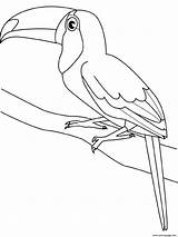 Toucan Coloring Pages Bird Printable Kids Drawing Birds Clipart Colouring Color Outline Toucans Animals Realistic Book Print Line Wild Sheets sketch template