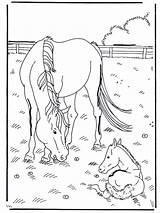 Fohlen Ausmalbilder Horse Pferd Pferde Veulen Poulain Cheval Foal Paard Paarden Veulens Animaatjes Dieren Caballo Malvorlagen Schleich Potro Caballos Tiere sketch template