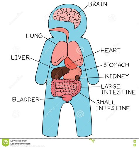 internal organs stock vector illustration  decor bowel  illustration stock