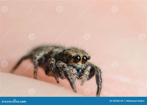 bold jumper phiddipus audax jumping spider royalty  stock photo