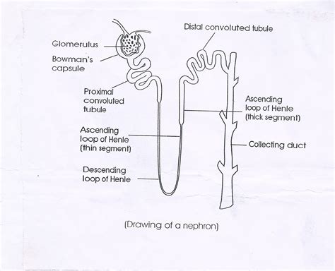 biology nephron diagram