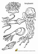 Xiv Poisson Hugolescargot Mercy Gluants sketch template
