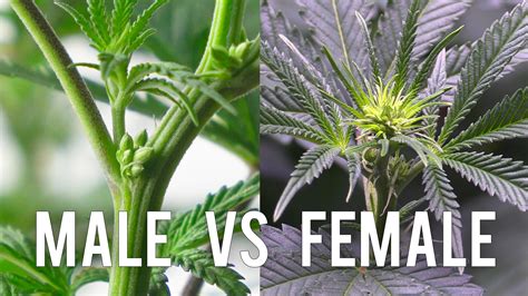 Sexing Your Cannabis Plant Male Vs Female Free Nude Porn Photos