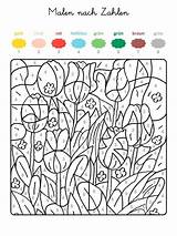 Nach Zahlen Tulpen Frühling Kindergarten Familie sketch template