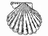 Coquille Jacques Seashell Kolorowanki Muszla Dzieci Coquillage Printable Mer Plage Wydruku Mollusque sketch template