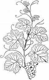 Vine Natural Branch Coloring Etc Branches Pages Patterns Usf Edu Drawing Clipart Pyrography Colouring Large sketch template