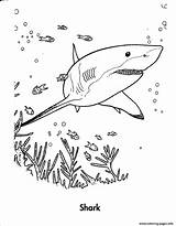 Coloring Shark Pages Sea Printable Print Book Color sketch template