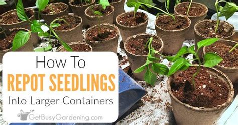 How To Repot Seedlings Into Larger Containers When To